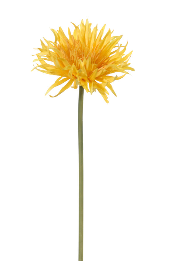 Gerbera wild