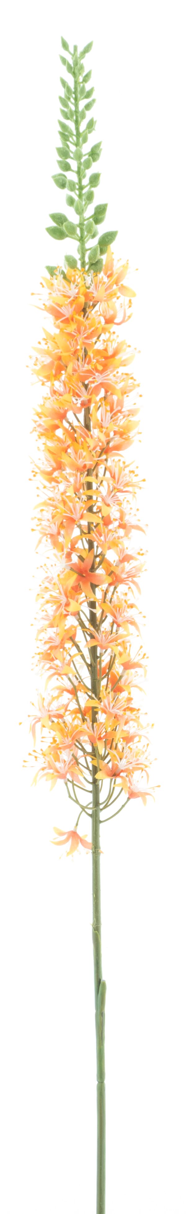 Eremurus Spray Orange