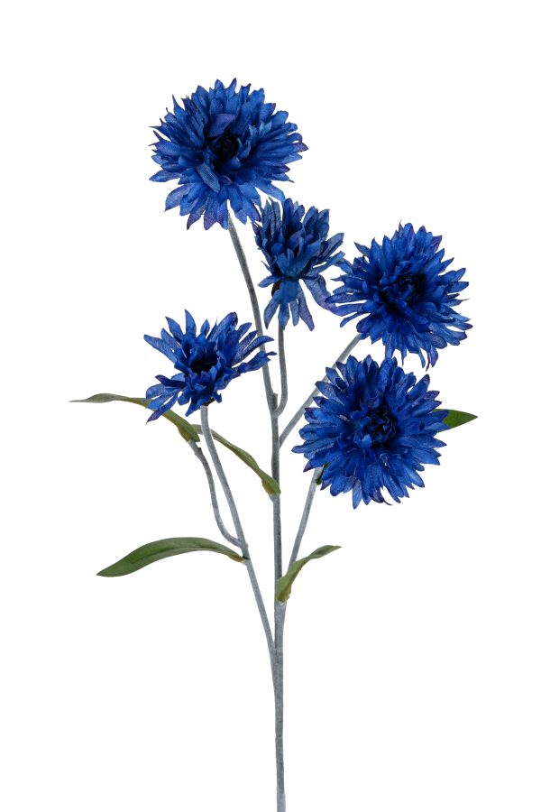 Korenbloem, 60cm dk blauw