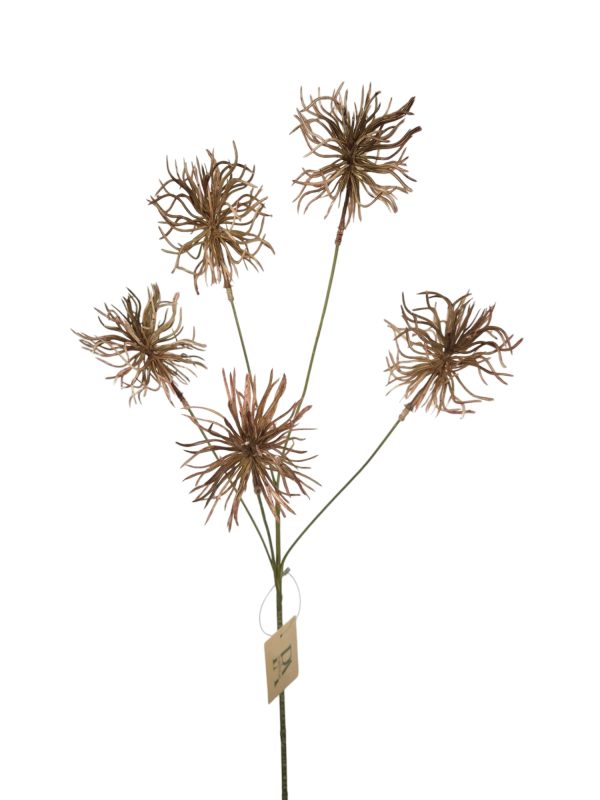 Xanthium, Old Pink, 72cm  (leverbaar augustus)