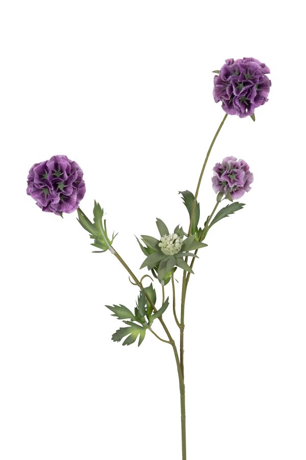 Scabiosa stellata, 75cm, paars