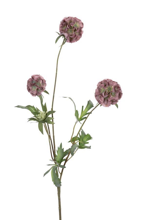 Scabiosa stellata, 75cm, oud roze