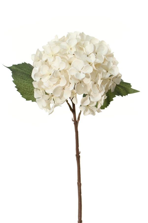 Hortensia