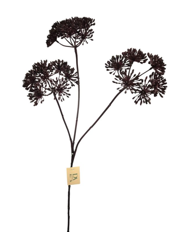 Heracleum, Purple, 85cm. (leverbaar augustus)