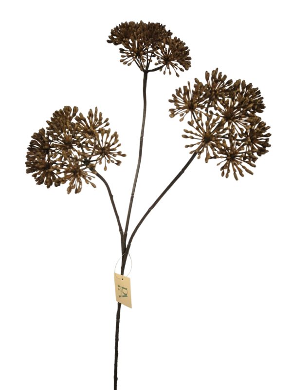 Heracleum, Brown, 85cm. (leverbaar augustus)