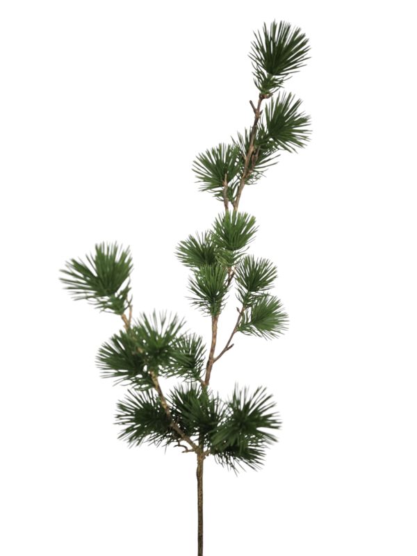 Fine Pine, Pinus, green, 80cm  (leverbaar augustus)