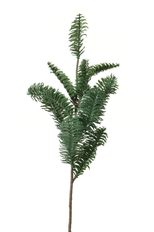 Nordmann tak