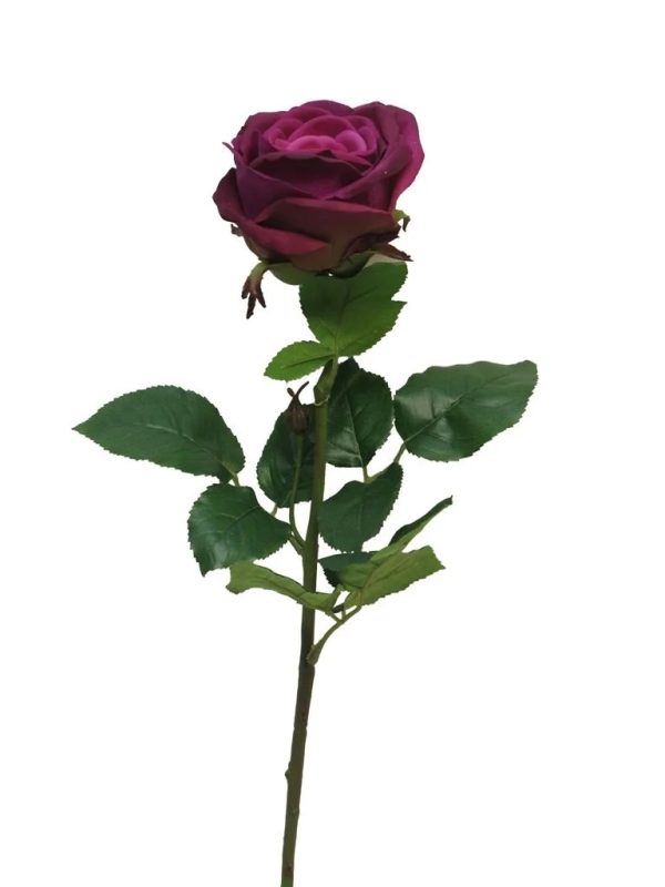 RT Rosa Servati purple 68cm