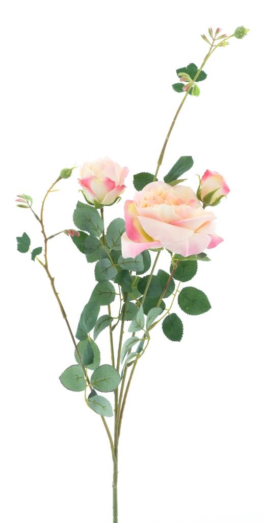 Garden rose spray Hakone peach 100cm