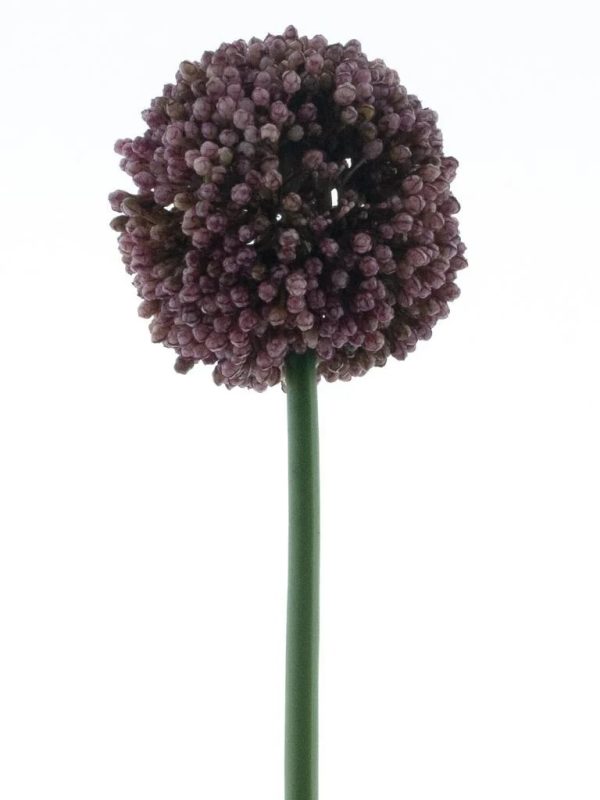 Allium spray Mura purple 66cm