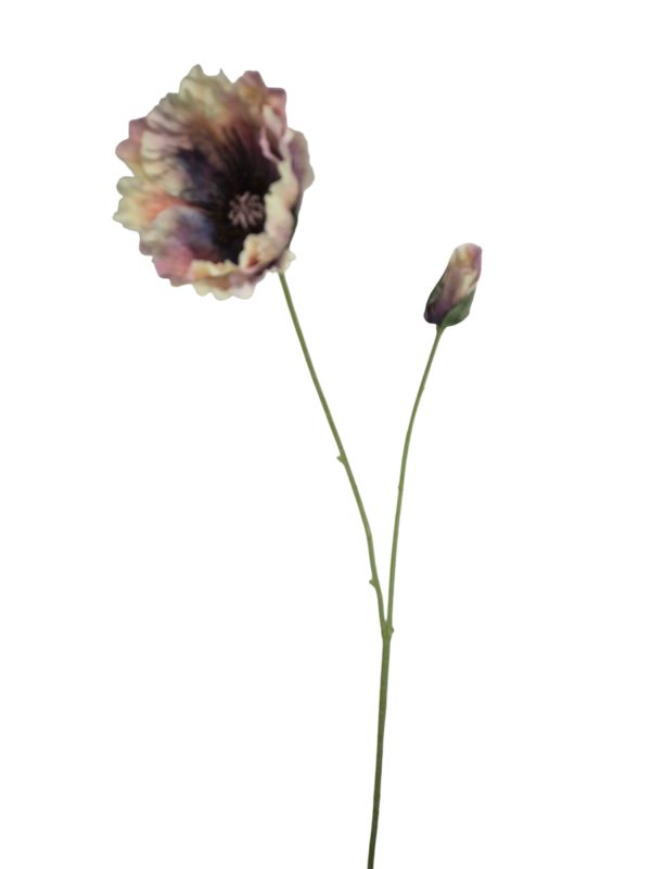Poppy spray Ola purple 75cm (Leverbaar augstus)