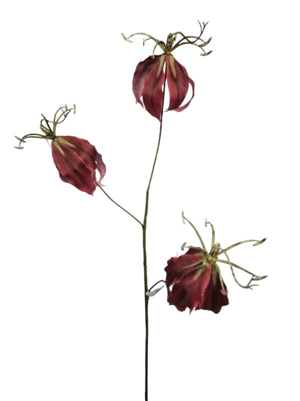 Gloriosa, 80cm dk rood