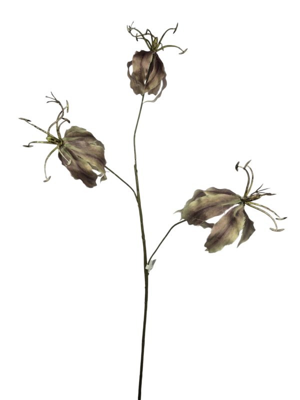 Gloriosa, 80cm grn/mauve