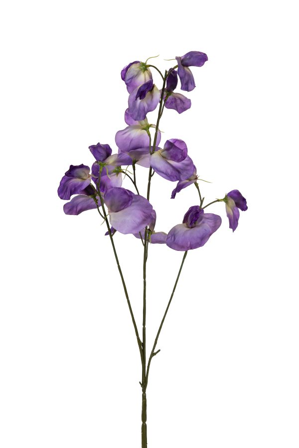 Lathyrus, 73cm, lila.