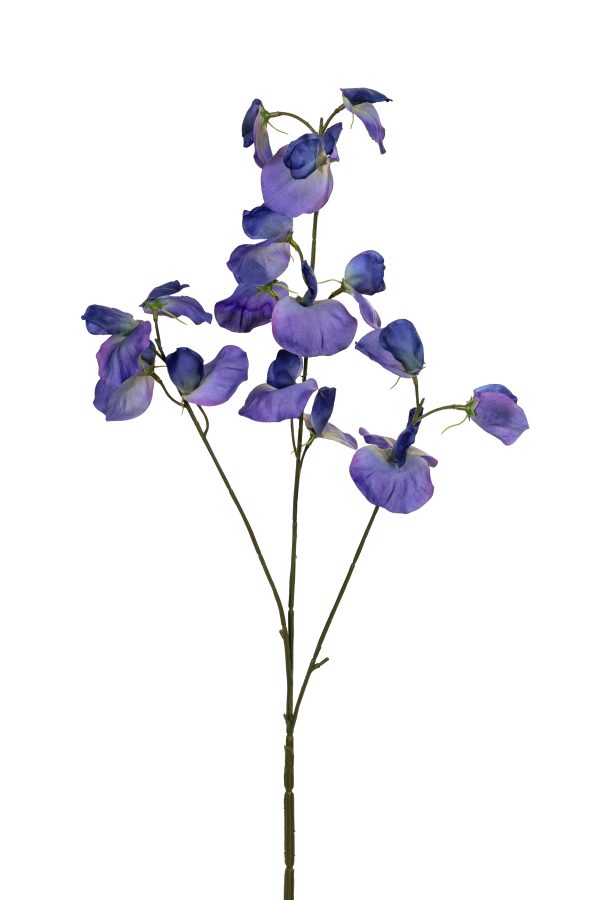 Lathyrus, 73cm, paars.