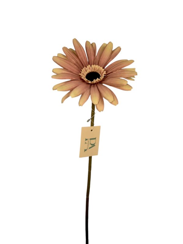 Gerbera, Old Pink, 60cm (Leverbaar augstus)