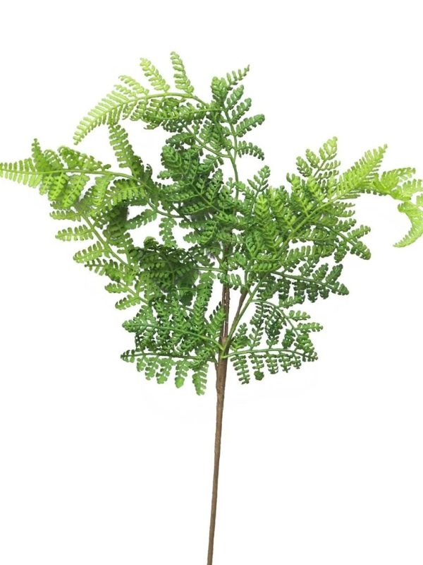 Athyrium, varen, leaf spray, green 57cm