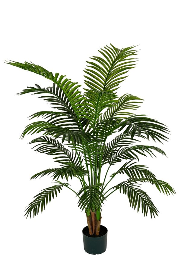 Areca h130cm plant