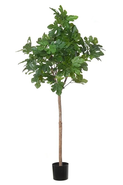Vijgenboom, op stam, 150cm
