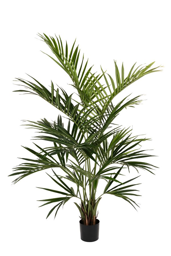 Kentia palm h270cm groen