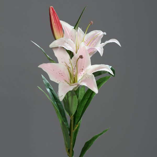 Lelie with 2 flowers, 78 cm,