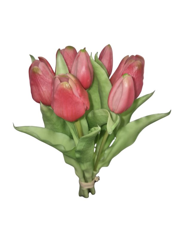 Tulip bundle, tulp, 30cm, Pink with green edge