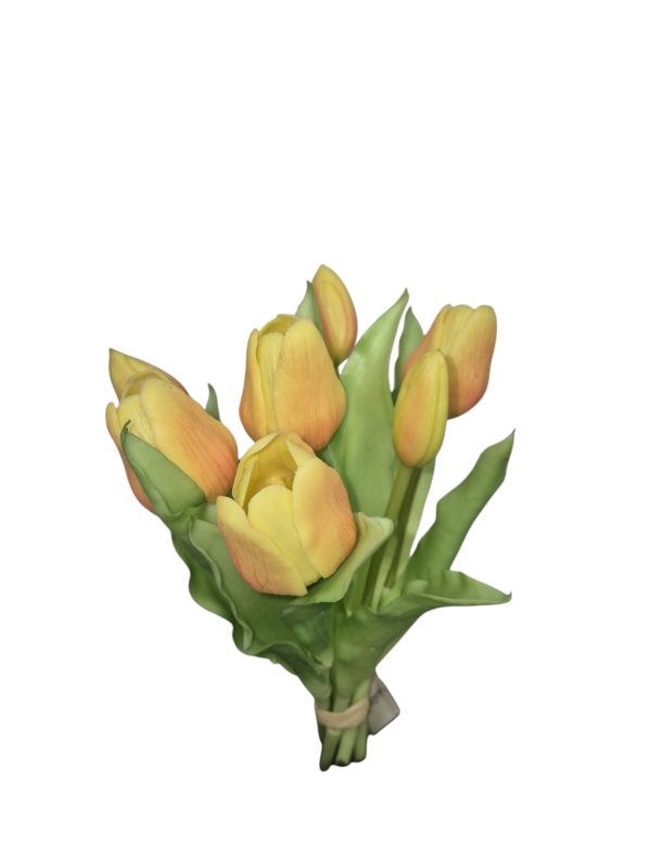 Tulip bundle, tulp, 30cm, Salom