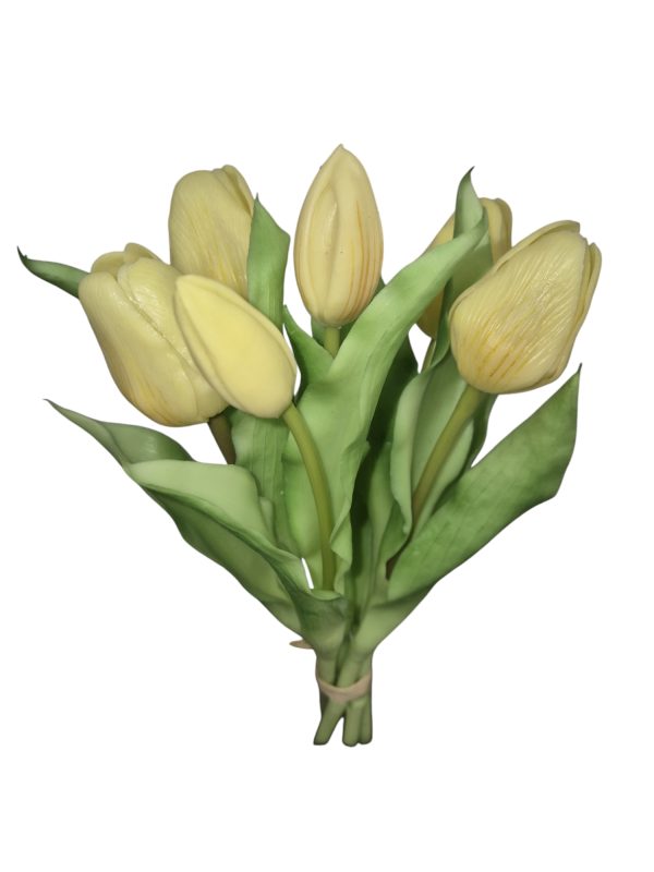 Tulip bundle, tulp, 30cm, Beige
