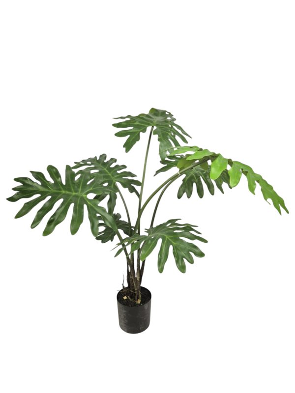 philodendron, Green, 65cm