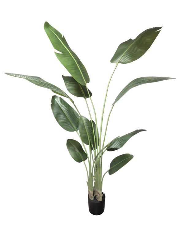 Strelitzia Nicolai, Green, 220 cm