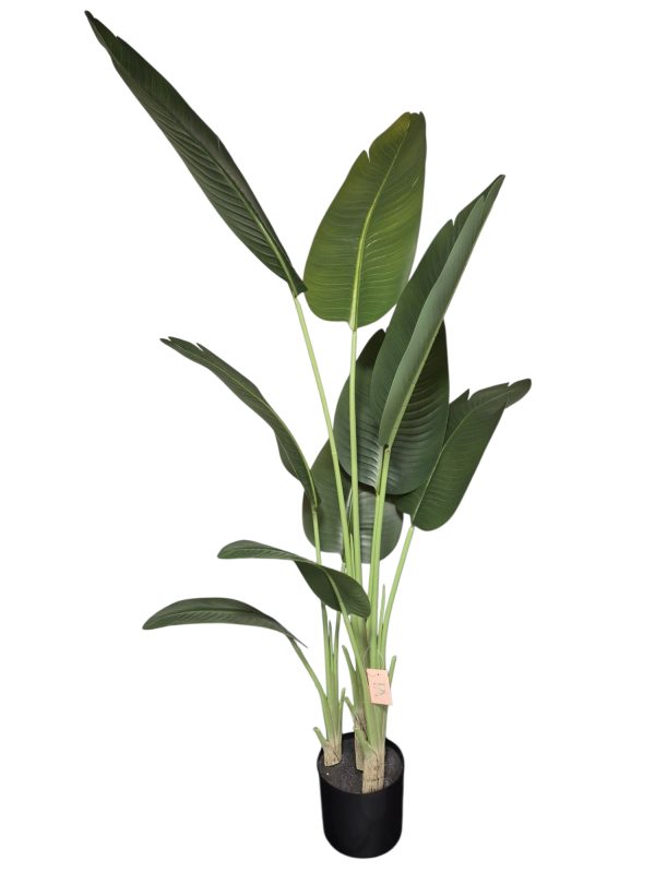 Strelitzia Nicolai, Green, 160 cm