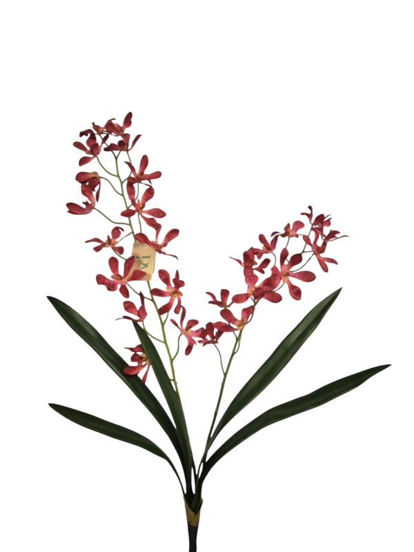 Dendrobium plant, red/pink, 75cm  (Leverbaar augstus)