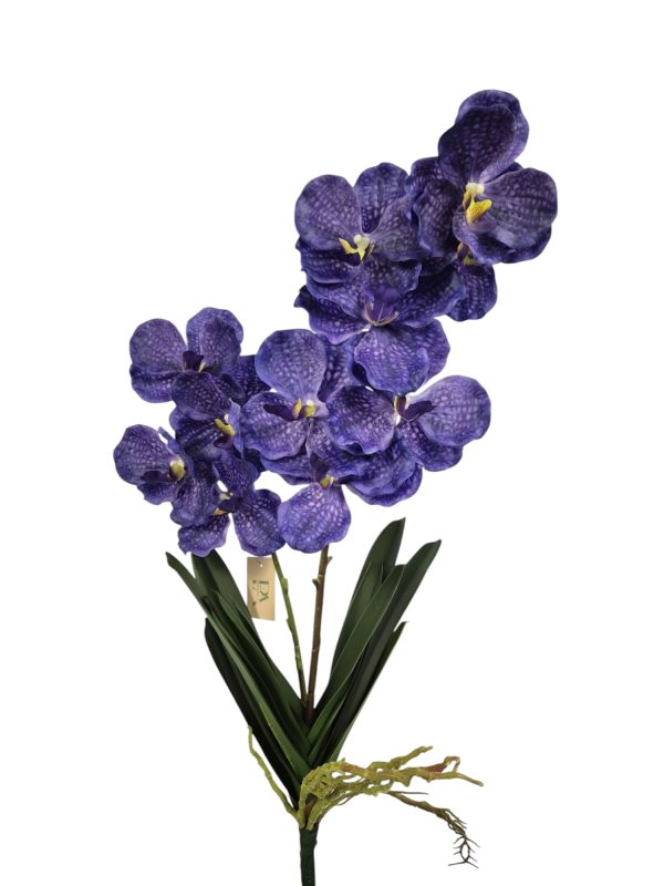 Vanda plant, 11 heads, Purple, 75cm  (Leverbaar augstus)