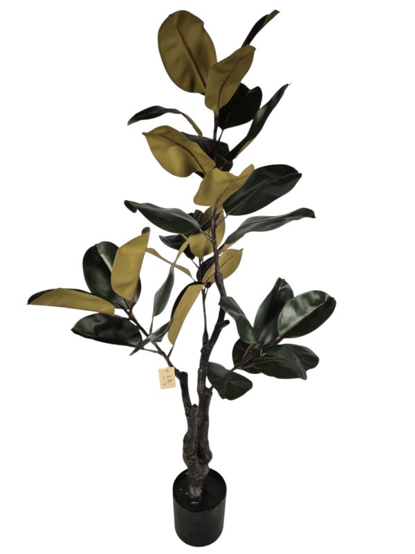 Ficus lyrata, Green black, 140cm.  (Leverbaar augstus)