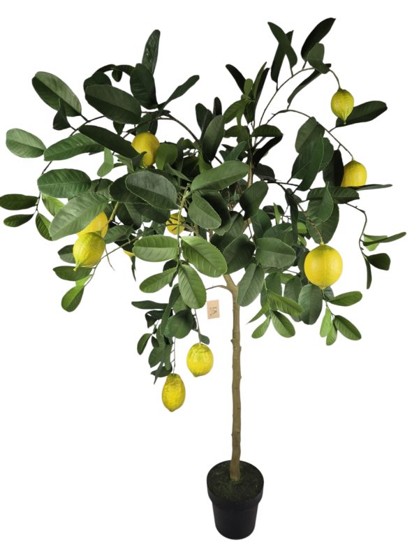Lemon tree, Yello Green, 15x Lemon, 160cm (Leverbaar augstus)