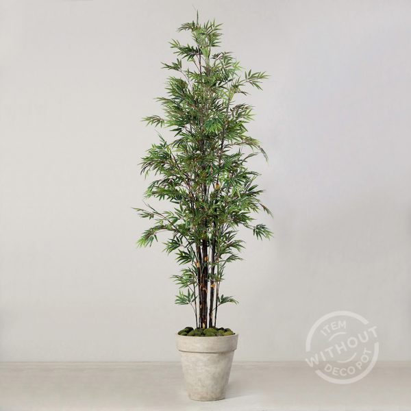 Bamboo plant in black pot