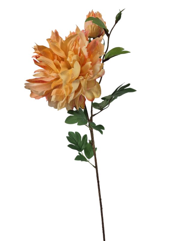 Pioenroos, Peach,