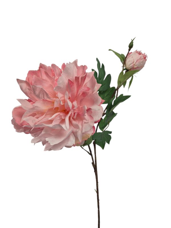 Pioenroos, Pink.