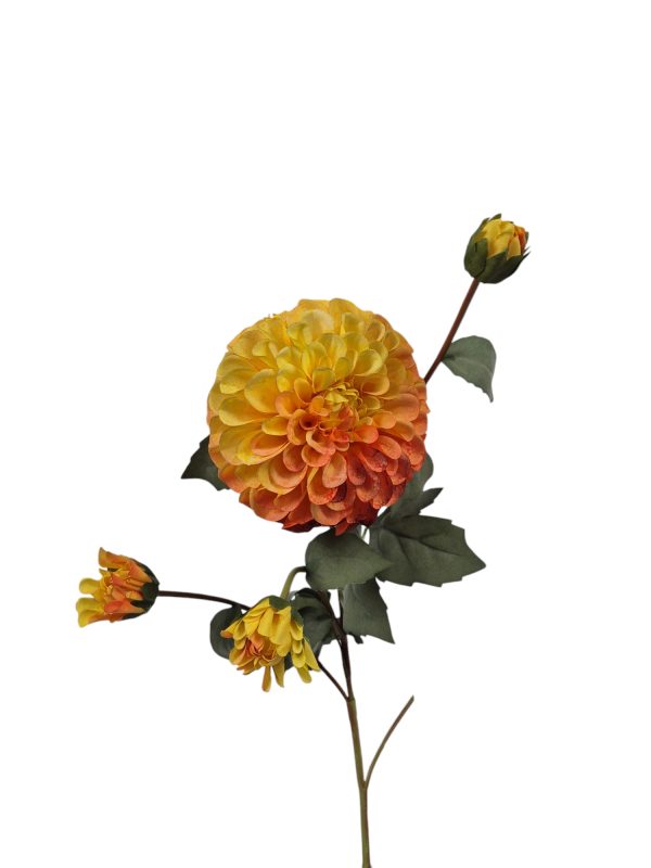 Dahlia Groot, orange.