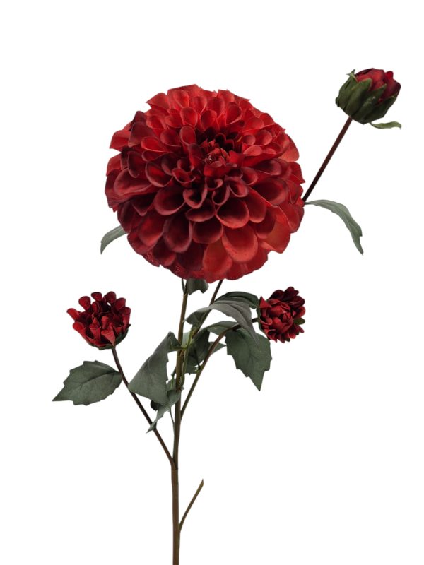 Dahlia Groot, Red.