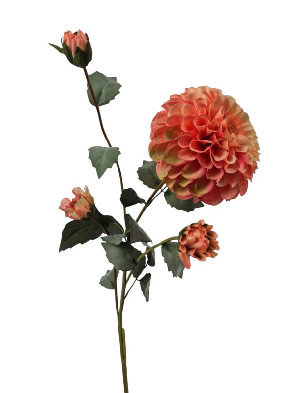 Dahlia Groot, Peach.