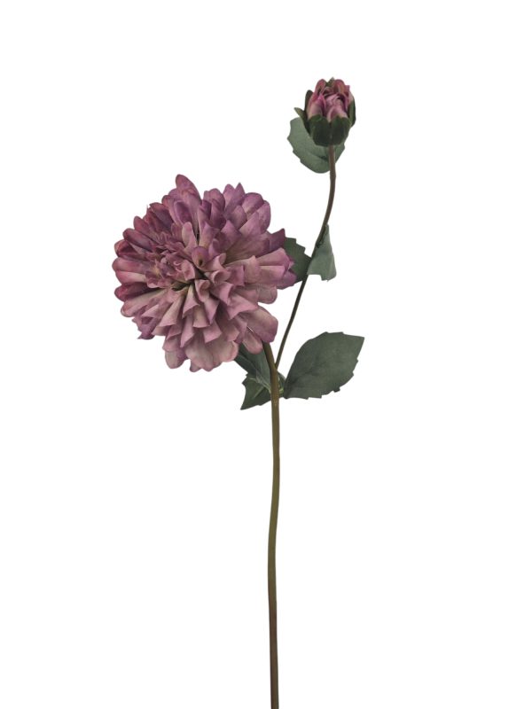 Dahlia Klein, purple.