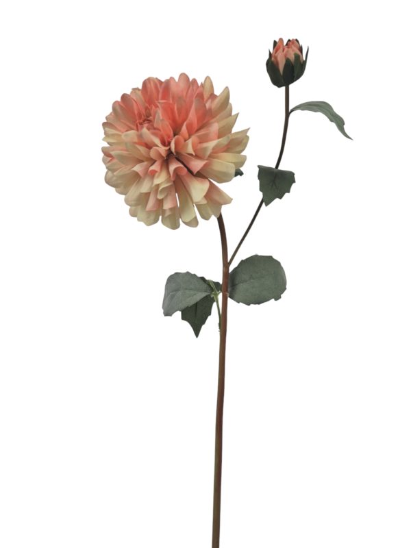 Dahlia Klein, Peach.
