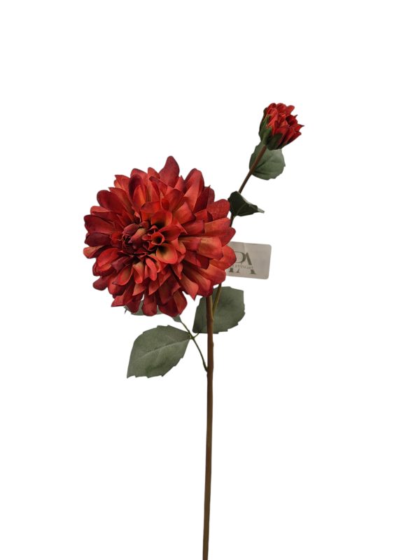 Dahlia Klein, Red