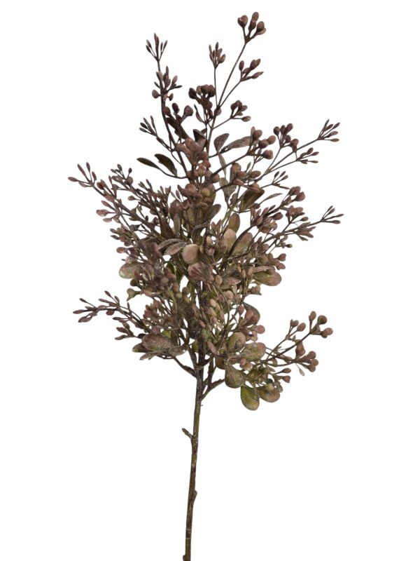 Sempervivum, Brown, 30cm