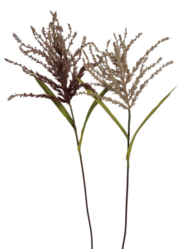 Miscanthus, Brown/Grey  2 colour, 70cm