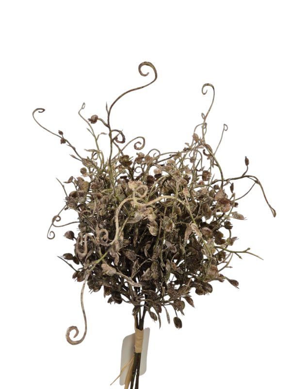 Silver bush, Grey brown, 25cm