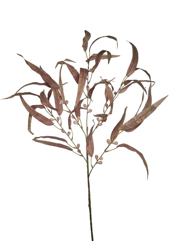 Eucalyptus bes pink, 100cm