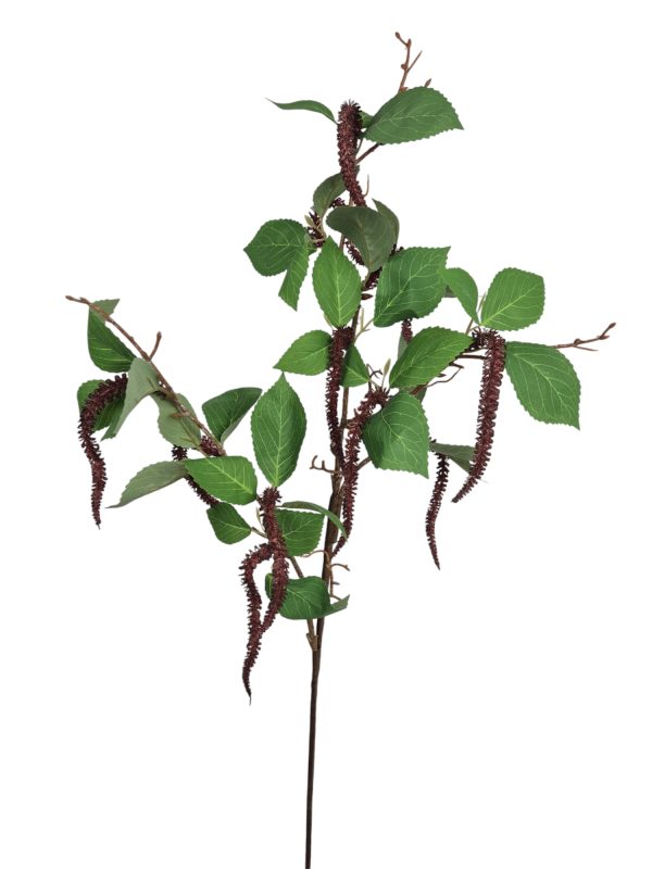 Alnus, Green red tip, 70cm
