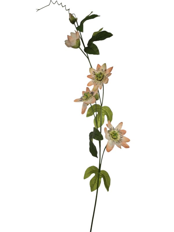 Clematis, Peach, 95cm